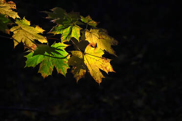 Herbstlich gefärbte Ahornblätter im Sonnenlicht - JTF01748