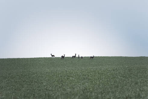 Herd of deer in field - SKAF00155