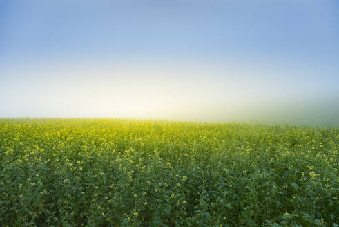 Rape field and blue sky at sunrise - SKAF00156