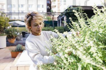 Mature woman looking and touching flowering plant while standing at rooftop garden - JRFF04921