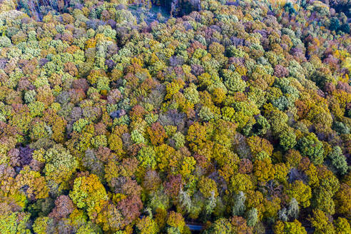 Herbstwald, Luftaufnahme - AMF08704