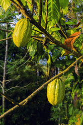 Green pods whose seeds are used to make chocolate, on a cocoa tree (Theobroma cacao), Muthuvankudi, Munnar, Kerala, India, Asia - RHPLF17788