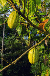 Grüne Schoten, deren Samen zur Herstellung von Schokolade verwendet werden, an einem Kakaobaum (Theobroma cacao), Muthuvankudi, Munnar, Kerala, Indien, Asien - RHPLF17788