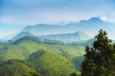 View north across Munnar tea estates to the Western Ghats and 2695m Anamudi, highest peak in south India, Munnar, Kerala, India, Asia - RHPLF17789