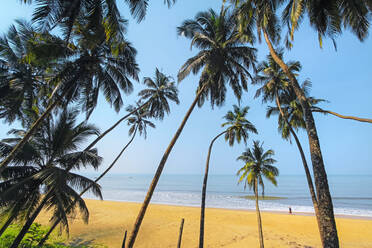 Schiefe Palmen am herrlich unberührten, menschenleeren Kizhunna Beach, südlich von Kannur an der Nordküste des Bundesstaates, Kannur, Kerala, Indien, Asien - RHPLF17790