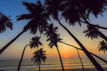 Gebogene Palmen bei Sonnenuntergang am schönen, unberührten Kizhunna-Strand, südlich von Kannur an der Nordküste des Bundesstaates, Kannur, Kerala, Indien, Asien - RHPLF17796