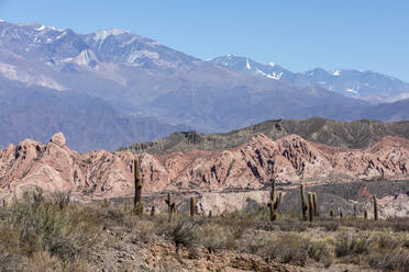 Argentine saguaro cactus (Echinopsis terscheckii), Los Cardones National Park, Salta Province, Argentina, South America - RHPLF17908