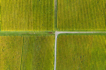 Drohnenansicht der herbstlichen Weinberge - STSF02664