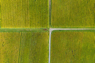 Drone view of autumn vineyards - STSF02664