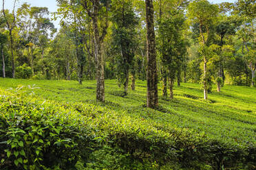 Tee- und Pfefferkornpflanzen auf einem 15 Hektar großen Familienbetrieb, der weißen Tee, Kaffee, Pfeffer und Kardamom anbaut, Anachal, Munnar, Kerala, Indien, Asien - RHPLF17998