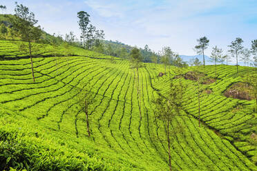 Mit Teesträuchern bewachsene Hänge der Lakshmi-Teeplantage in den Kannan Devan Hills westlich von Munnar, Lakshmi, Munnar, Kerala, Indien, Asien - RHPLF18002