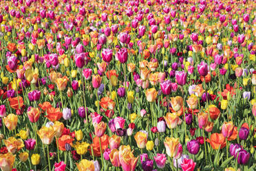 Field of tulips, Keukenhof Gardens, Lisse, South Holland, Netherlands, Europe - RHPLF18076