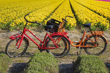 Traditionelle Fahrräder, Tulpenfeld, Südholland, Niederlande, Europa - RHPLF18081