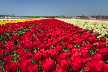 Tulpenfeld im Frühling, Südholland, Niederlande, Europa - RHPLF18087