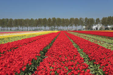 Tulpenfeld im Frühling, Südholland, Niederlande, Europa - RHPLF18089