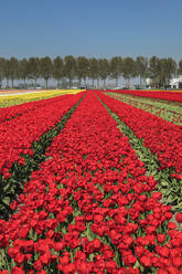 Tulpenfeld im Frühling, Südholland, Niederlande, Europa - RHPLF18090