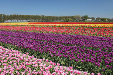 Tulpenfeld im Frühling, Südholland, Niederlande, Europa - RHPLF18092