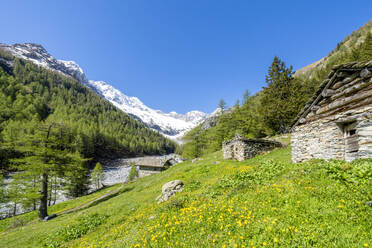 Steinhütten in den grünen Wiesen der Alpe Laresin mit dem Monte Disgrazia im Hintergrund, Chiareggio Tal, Valmalenco, Lombardei, Italien, Europa - RHPLF18140
