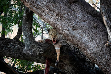 Ein Leopard, Panthera pardus, knurrt, während er in einem Baum sitzt und seine Beute direkt ansieht - MINF15237