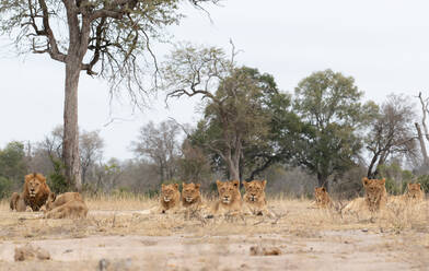 Ein Löwenrudel, Panthera leo, liegt zusammen auf kurzem Gras, direkter Blick - MINF15238