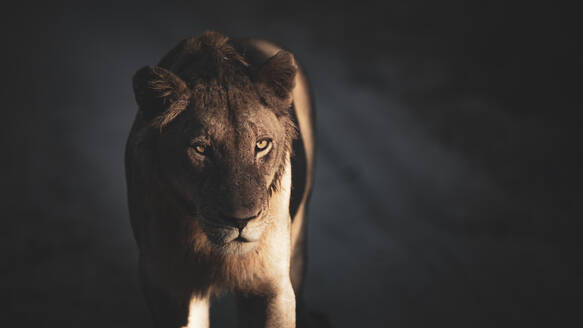 Eine Löwin, Panthera leo, steht im gedämpften Licht und Schatten - MINF15239