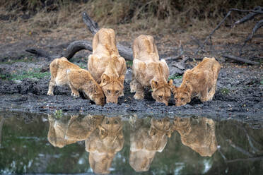 Ein Löwenrudel, Panthera leo, trinkt gleichzeitig an einer Wasserstelle, Spiegelungen im Wasser - MINF15240