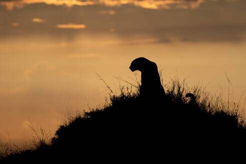 Die Silhouette eines Leoparden (Panthera pardus), der auf einem Termitenhügel sitzt, vor einem Sonnenuntergang - MINF15248