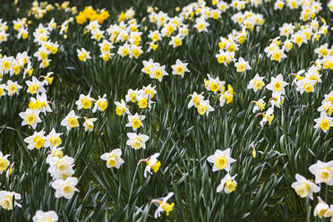 Field of white and yellow daffodils - FLMF00353
