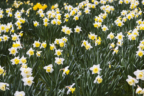Field of white and yellow daffodils - FLMF00353