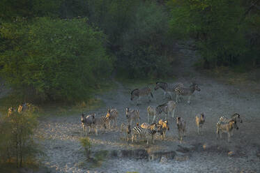 Herde Burchell-Zebras, Moremi-Reservat, Botswana. - MINF15308