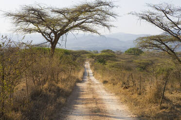 Blick entlang einer unbefestigten Straße durch Akazienbäume, südliches Afrika. - MINF15313