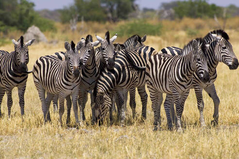 Herde von Burchell-Zebras, Moremi-Reservat, Botsuana. - MINF15316