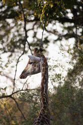 Nahaufnahme der Südafrikanischen Giraffe, Camalopardalis Giraffa, Moremi Reserve, Botswana, Afrika. - MINF15317