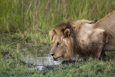 Afrikanischer Löwe, Panthera leo, Männchen am Wasserloch im Moremi-Reservat, Botsuana, Afrika. - MINF15318