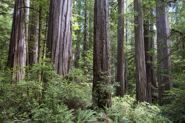 Among giant redwoods on the Boy Scout Tree Trail in Jedediah Smith Redwoods State Park, UNESCO World Heritage Site, California, United States of America, North America - RHPLF18283