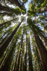 Zwischen riesigen Mammutbäumen auf dem Pfadfinderpfad im Jedediah Smith Redwoods State Park, UNESCO-Weltkulturerbe, Kalifornien, Vereinigte Staaten von Amerika, Nordamerika - RHPLF18284