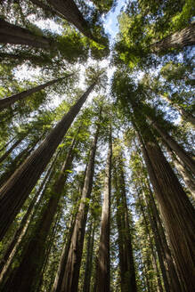 Zwischen riesigen Mammutbäumen auf dem Pfadfinderpfad im Jedediah Smith Redwoods State Park, UNESCO-Weltkulturerbe, Kalifornien, Vereinigte Staaten von Amerika, Nordamerika - RHPLF18284