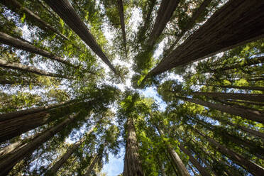 Zwischen riesigen Mammutbäumen auf dem Pfadfinderpfad im Jedediah Smith Redwoods State Park, UNESCO-Weltkulturerbe, Kalifornien, Vereinigte Staaten von Amerika, Nordamerika - RHPLF18285