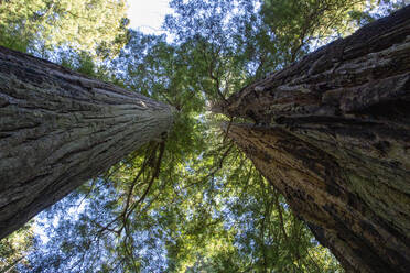 Giant redwoods on the Lady Bird Johnson Trail in Redwood National Park, UNESCO World Heritage Site, California, United States of America, North America - RHPLF18291