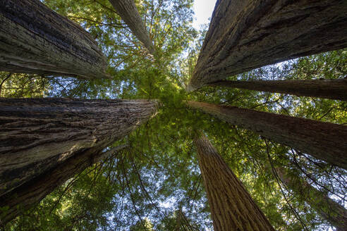 Riesenmammutbäume auf dem Lady Bird Johnson Trail im Redwood-Nationalpark, UNESCO-Weltkulturerbe, Kalifornien, Vereinigte Staaten von Amerika, Nordamerika - RHPLF18292