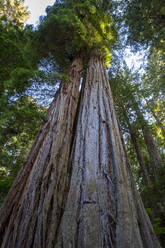 Giant redwoods on the Lady Bird Johnson Trail in Redwood National Park, UNESCO World Heritage Site, California, United States of America, North America - RHPLF18293
