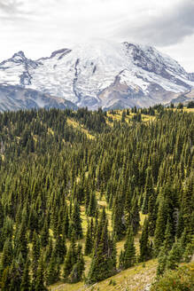 Frühes Licht auf dem Mount Rainier vom Burroughs Mountain Trail, Mount Rainier National Park, Washington State, Vereinigte Staaten von Amerika, Nordamerika - RHPLF18299