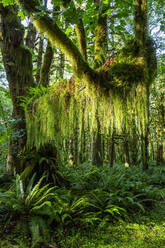 Temperate rain forest on the Maple Glade Trail, Quinault Rain Forest, Olympic National Park, UNESCO World Heritage Site, Washington State, United States of America, North America - RHPLF18312