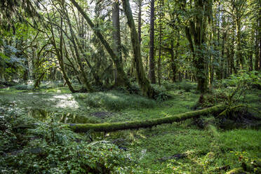 Gemäßigter Regenwald auf dem Maple Glade Trail, Quinault Rain Forest, Olympic National Park, UNESCO-Weltkulturerbe, Washington State, Vereinigte Staaten von Amerika, Nordamerika - RHPLF18313