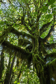 Gemäßigter Regenwald auf dem Maple Glade Trail, Quinault Rain Forest, Olympic National Park, UNESCO-Weltkulturerbe, Washington State, Vereinigte Staaten von Amerika, Nordamerika - RHPLF18314