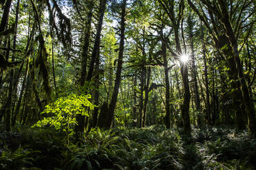 Gemäßigter Regenwald auf dem Maple Glade Trail, Quinault Rain Forest, Olympic National Park, UNESCO-Weltkulturerbe, Washington State, Vereinigte Staaten von Amerika, Nordamerika - RHPLF18315