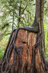 Baumstamm auf dem Regenwald-Naturlehrpfad, Quinault-Regenwald, Olympic National Park, UNESCO-Welterbe, Bundesstaat Washington, Vereinigte Staaten von Amerika, Nordamerika - RHPLF18319