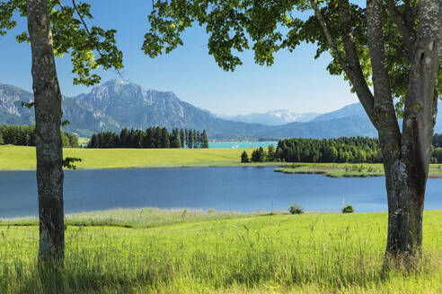 Blick über den Forggensee zu den Tannheimer Alpen, Füssen, Allgäu, Schwaben, Bayern, Deutschland, Europa - RHPLF18342