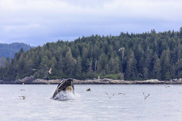 Buckelwal (Megaptera novaeangliae), Fütterung an der Oberfläche, Alert Bay, Inside Passage, British Columbia, Kanada, Nordamerika - RHPLF18382