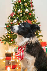 Cute fluffy Border Collie dog with bow sitting in bright room with sparkling lights of Christmas tree - ADSF17664